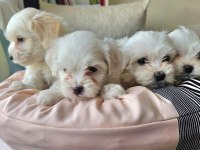 Tecup maltese terrier