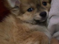 3 Aylık Chihuahua Pomeranian Mix Yavrumuz Pomchi