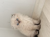 British Longhair Şekerler Yeni Yuvalarına Hazır