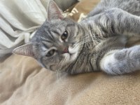 British shorthair erkek aşılı karneli 7 aylık