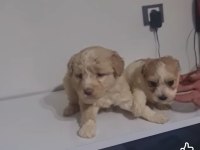 Oyuncu maltipoo miniklerim