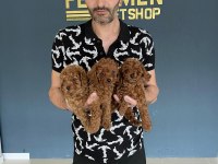Wc eğitimli safken belgeli toy poodle yavruları
