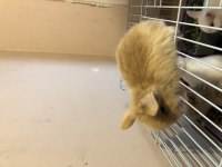Orijinal Teddy Lop yavru tavşanımız Sahiplendirilecek