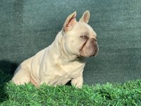 L4 Dna Belgeli 16 Aylık Erkek French Bulldog