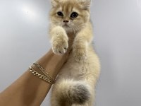 Golden British Shorthair 2 Dişi 1 Erkek Yavru İstanbul