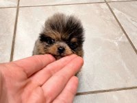 A Kalite Pomeranian Boo Merle