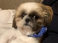 SAFKAN SHIH-TZU (ŞİTSU) KÖPEKLER
