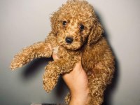 Kaliteli renklerde uygun poodle