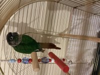 Green Cheek Conure (Yeşil Yanaklı Konur)