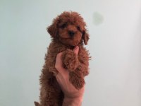 Poodle yavrumuz