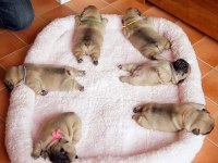 Pink taşıyıcı Pug yavru
