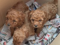 Wc Eğitimli Toy Poodle Yavruları Uygun Fiyatlı