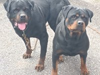 A kalite rottweiler yavrular