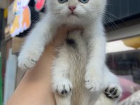 British Shorthair Mükemmel Yavrularım
