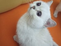 British Shorthair Kedilerim