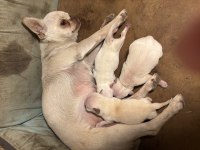 Chihuahua şivava