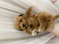 Teacup Maltipoo 