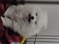 Pomeranian kızımız yeni ailesini arıyor