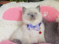 Maviş Point British Shorthair Bebekleirm