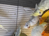 Albino-Lıtino -Grey yavru sultanlar 