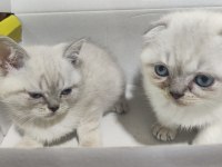 Evimizin Yeni Neşesi Kar Topu Scottish Fold Yavruları