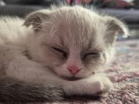 Scottish fold ve blue point kırması bebek