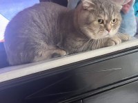 Scottish fold Floki ye Acil Yuva