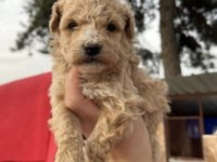 A+a kalite ped eğitimli maltipoo bebekler