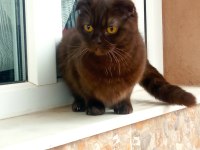 Scottish fold kedimiz annelegi mukemmel nutellayi