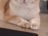 Golden british shorthair