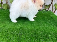 Pomeranian Boo Bebekler