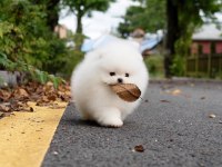 Pomeranian Boo Mini Ayıcık Yavrularımız