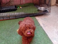 Meraklısına 1 numara poodle