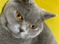 Ücretsiz Sahiplendirme 1 Yaşında British Shorthair
