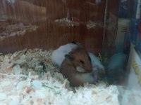 HAMSTERLAR GELDİ