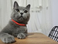 Uysal ve bal gözlü british shorthair
