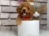 Tüy yumağı toy poodle yavrularım