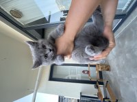 2,5 aylık dişi anne baba british shorthair