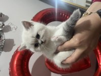 2 aylık british shorthair blue point