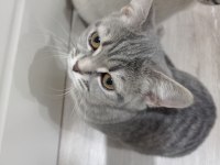 Tertemiz ev kedisi
