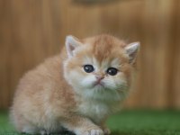 Safkan British Shorthair Golden NY12