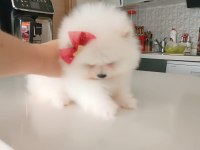 Pomeranian Boo iki aylık erkek köpeğimiz