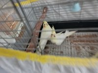 Lutino sultan papağanlar