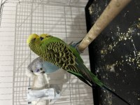 Genç Jumbo Takım Muhabbet Kuşu