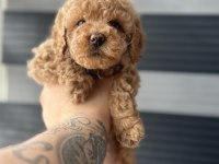 KORE KAN RED POODLE
