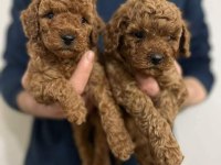 Toy poodle yavruları