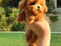 KOREAN TOY POODLE YAVRULARIM