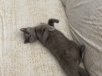 British shorthair kedisi