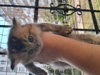 Teslime hazır british shorthair