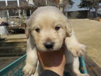 Çok sevimli GOLDEN yavrularımız İSTANBUL da